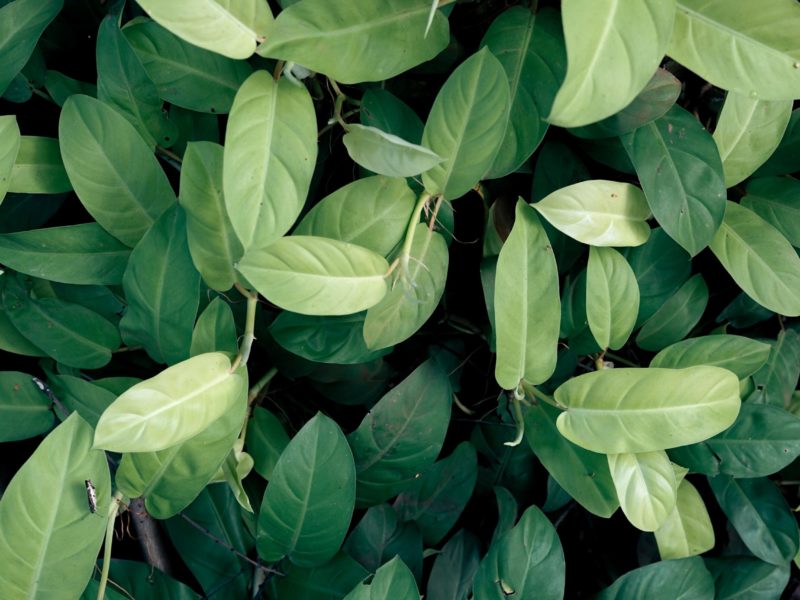 A photo of a pile of green leaves