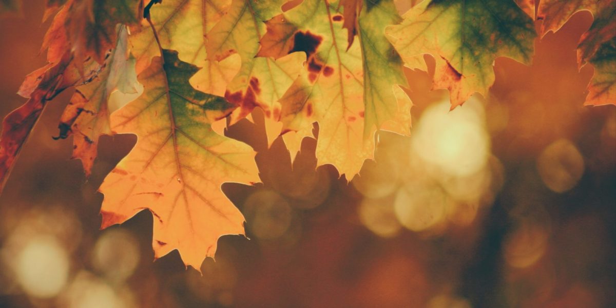 A photo of orange and red leaves in autumn