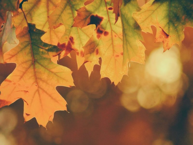 A photo of orange and red leaves in autumn