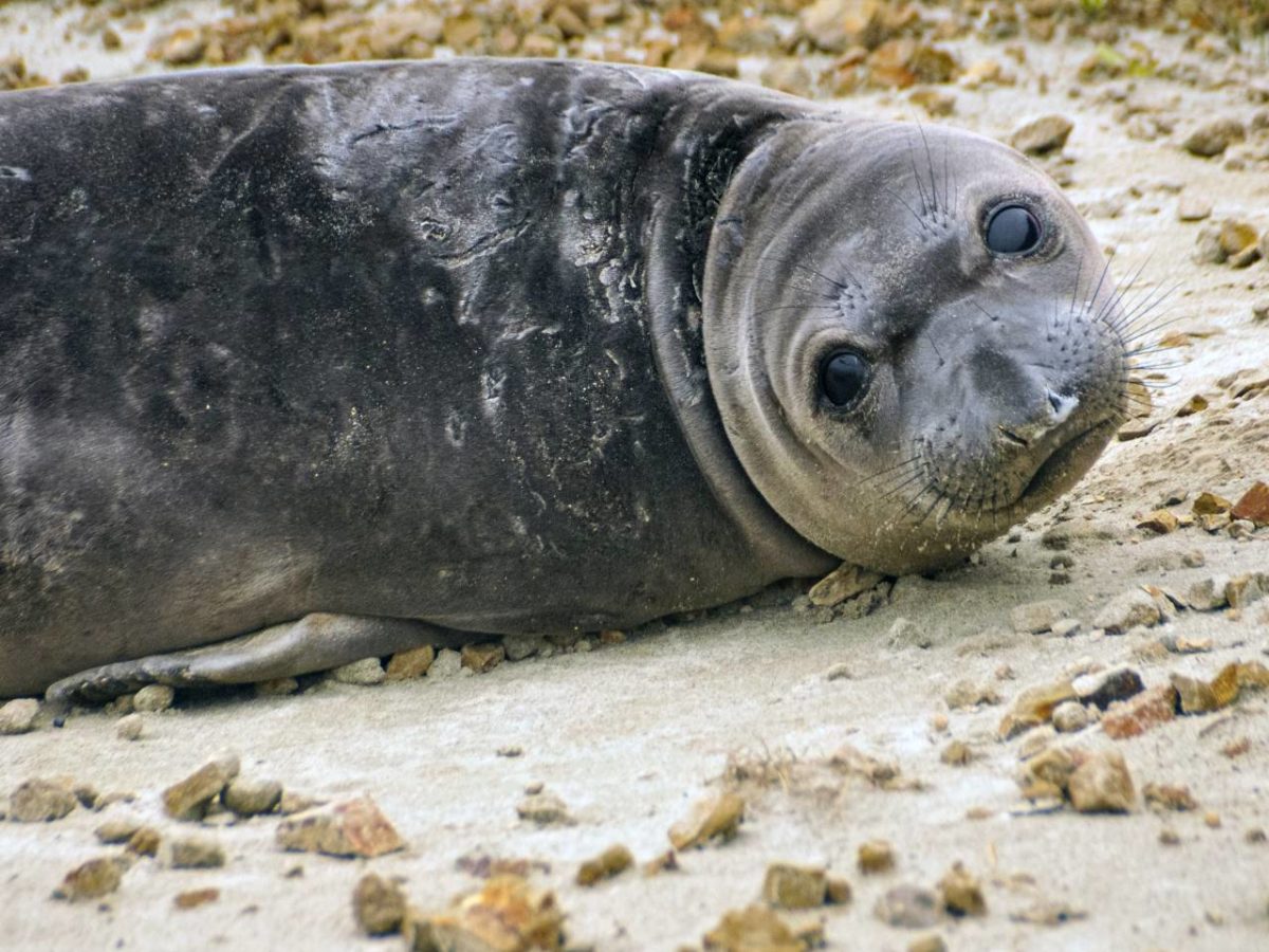 A photo of a seal resting on some rocks.