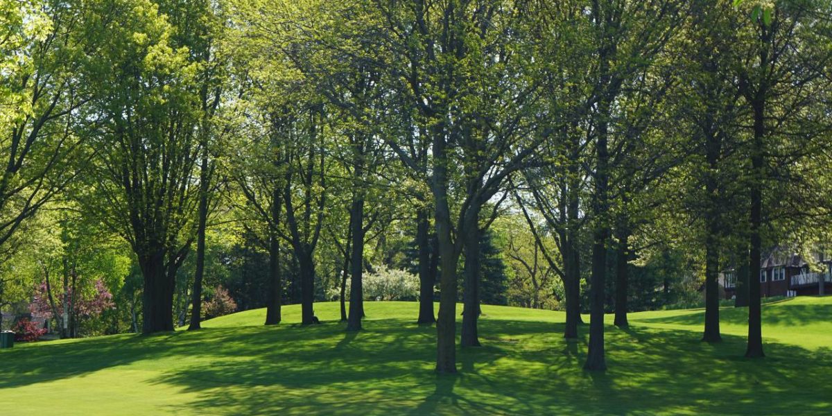 A photo of trees in a green space.