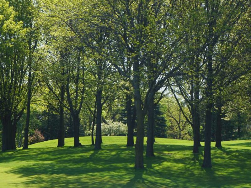 A photo of trees in a green space.