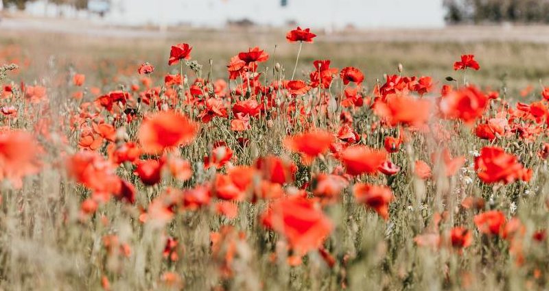 A photo of a field of poppies.