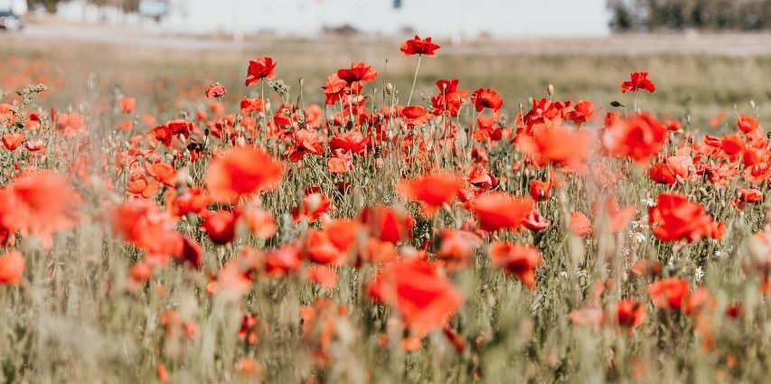 A photo of a field of poppies.