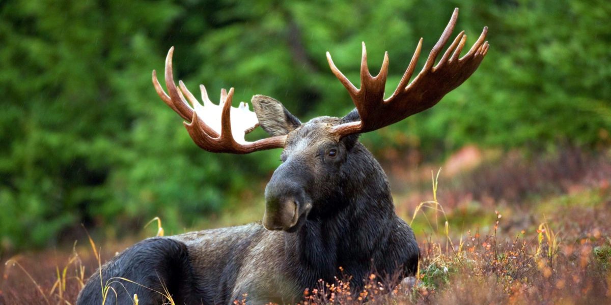 A photo of a moose.