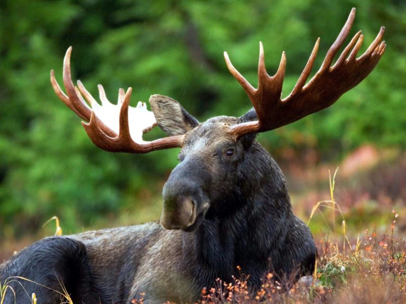 A photo of a moose.