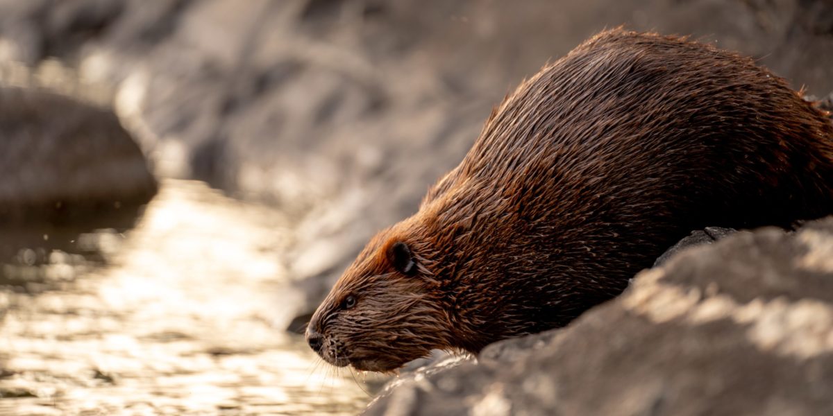 A photo of a beaver,