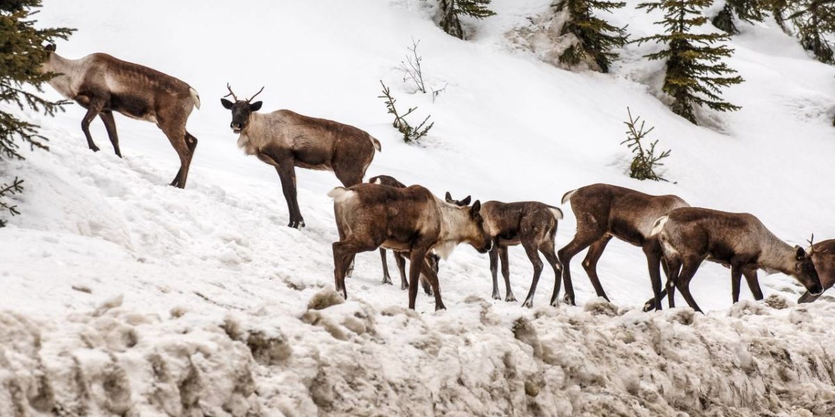 A photo of Canadian Caribou by the roadside.