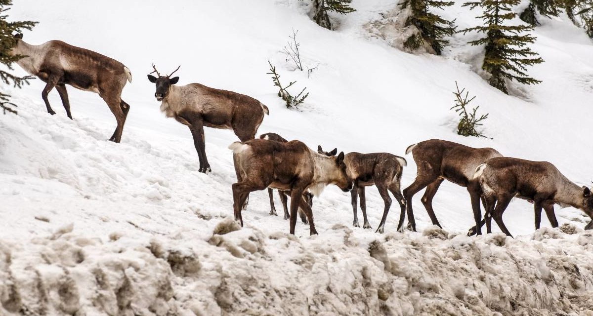 A photo of Canadian Caribou by the roadside.