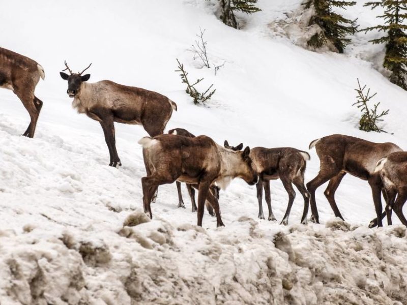 A photo of Canadian Caribou by the roadside.