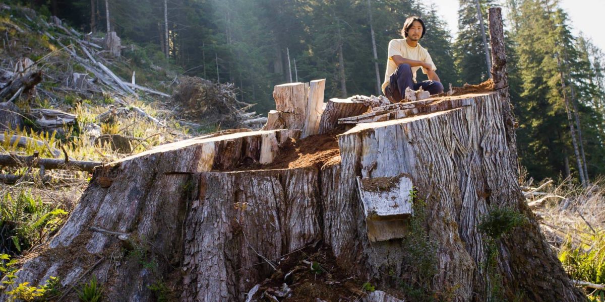 This tree was absorbing 60 kg of C02 a year. It will never "grow back."