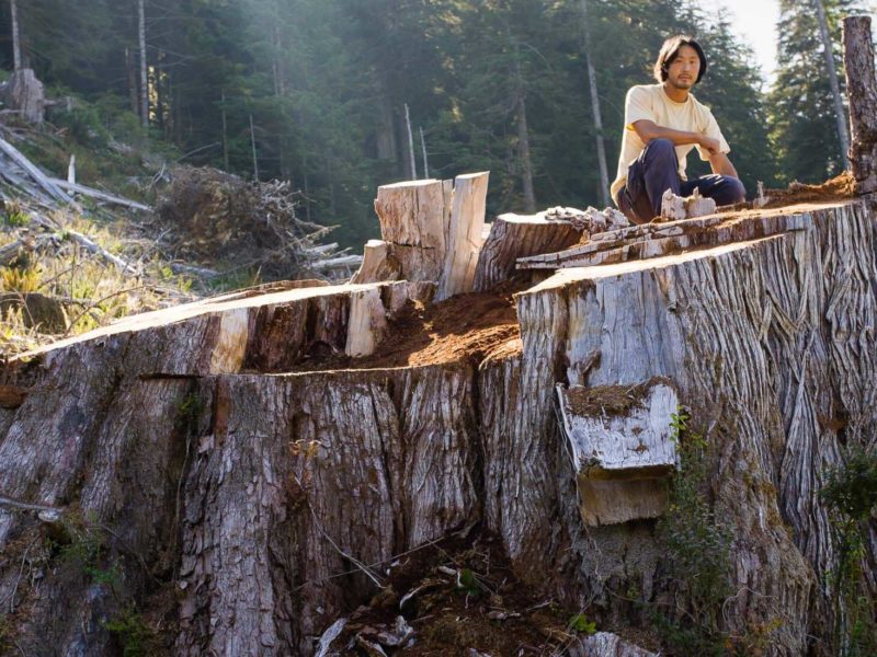 This tree was absorbing 60 kg of C02 a year. It will never "grow back."