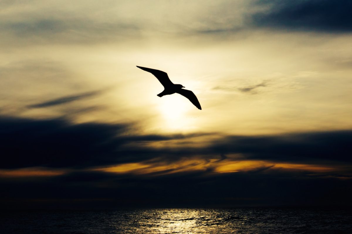 A photo of a bird silhouetted in flight over water. It accompanies a column on what being religious might mean today.