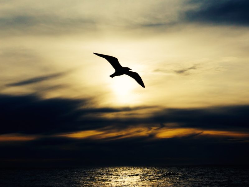 A photo of a bird silhouetted in flight over water. It accompanies a column on what being religious might mean today.