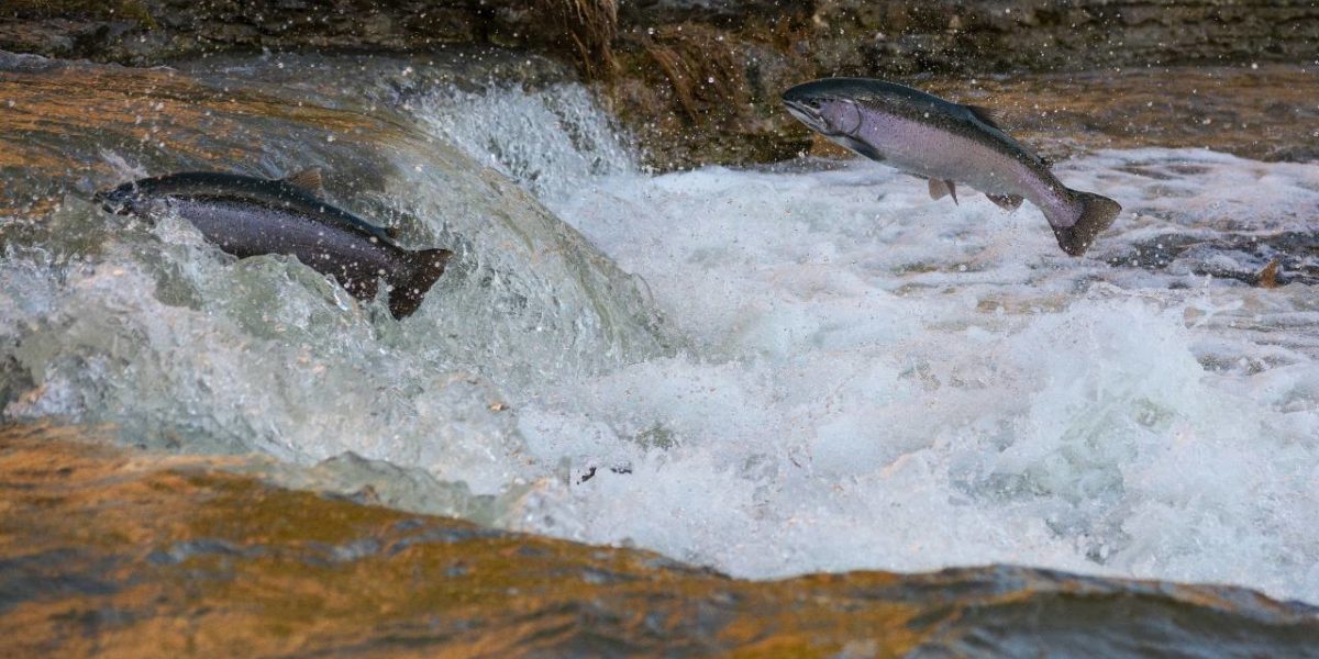 A photo of Canadian salmon swimming up a fresh water stream.