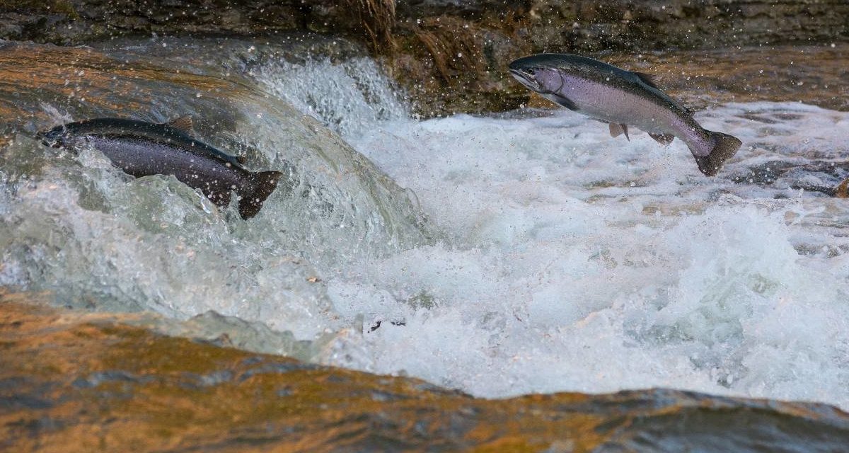 A photo of Canadian salmon swimming up a fresh water stream.