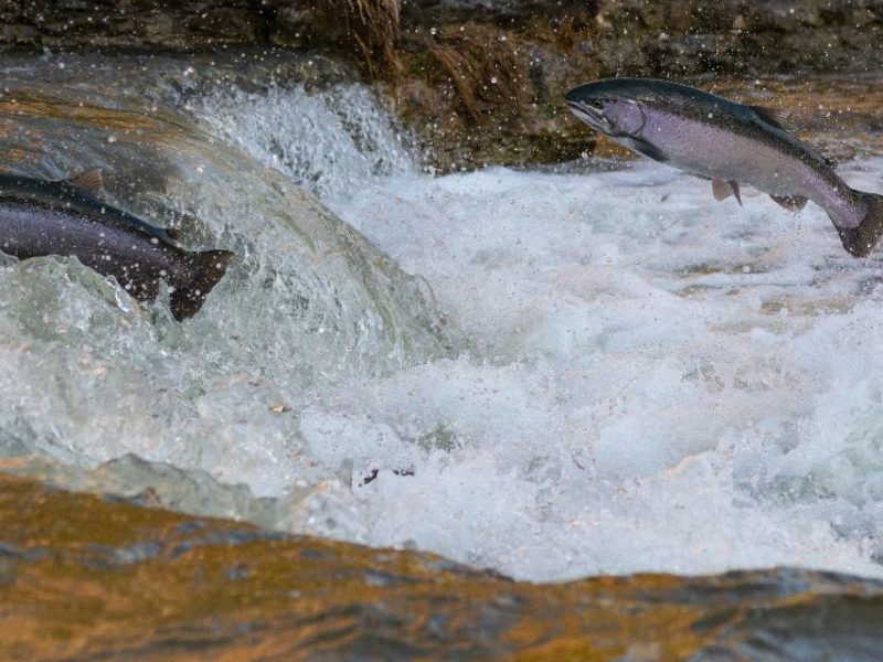 A photo of Canadian salmon swimming up a fresh water stream.