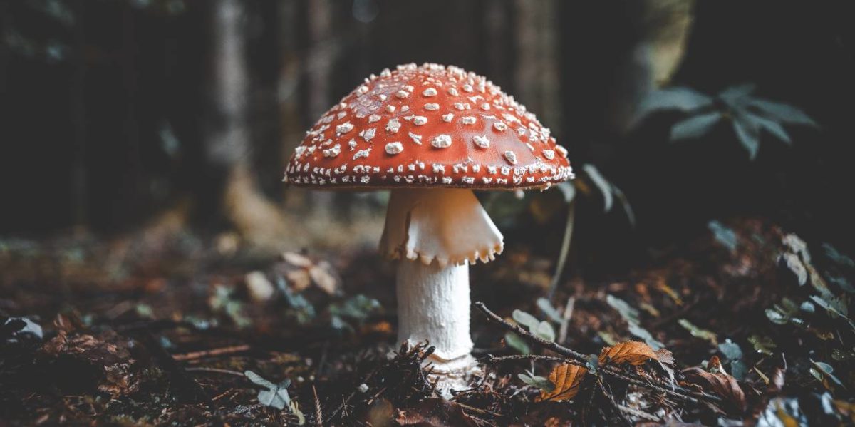 A mushroom is a type of fungi.