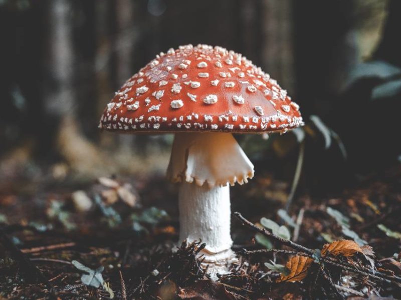 A mushroom is a type of fungi.