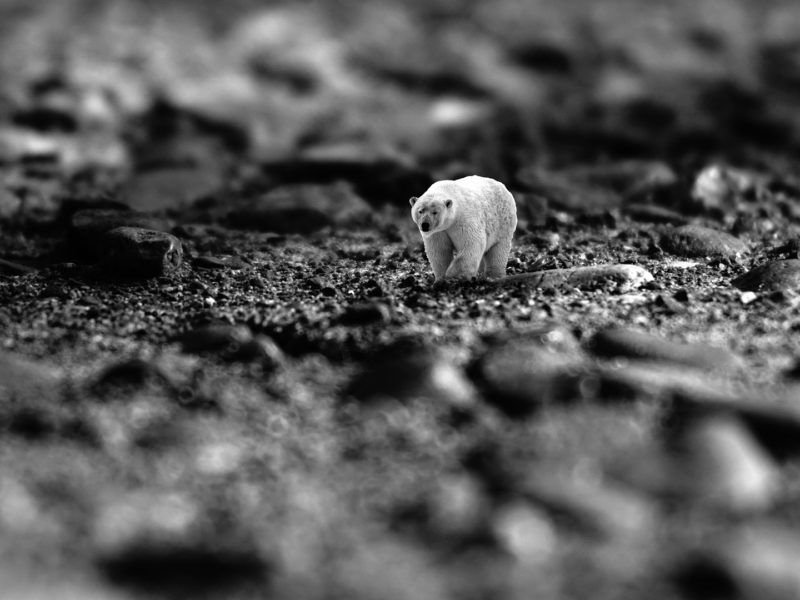 A photo of a polar bear surrounded by large rocks.