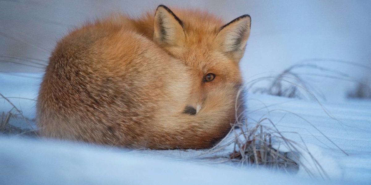 A fox in winter.