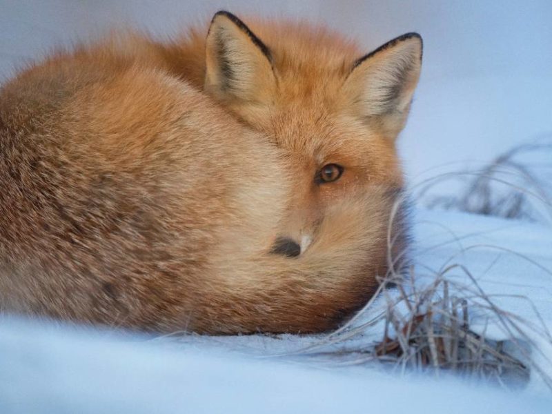 A fox in winter.