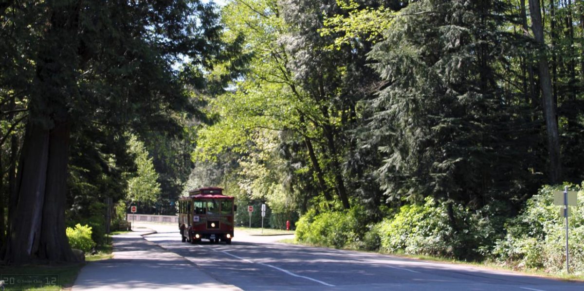 The Stanley Park urban forest just west of Vancouver's downtown.