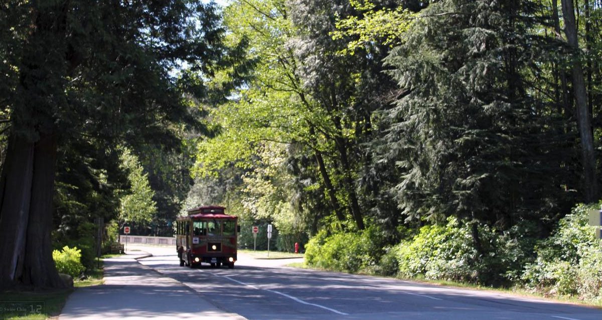 The Stanley Park urban forest just west of Vancouver's downtown.