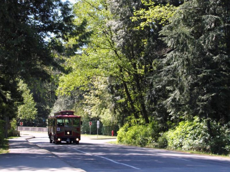 The Stanley Park urban forest just west of Vancouver's downtown.