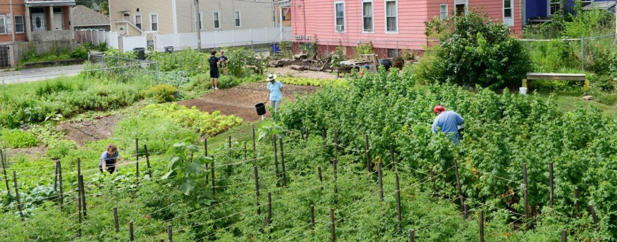 A community garden which is part of the Southside Community Land Trust in Southside Providence, RI.