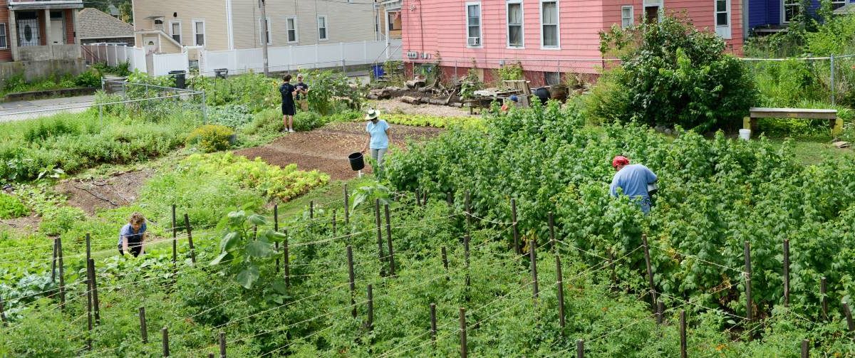 A community garden which is part of the Southside Community Land Trust in Southside Providence, RI.