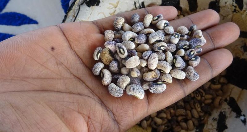 An close-up image of a handful of seeds.