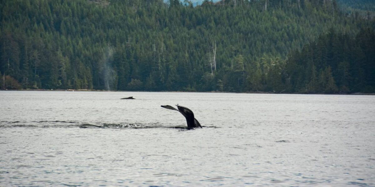 A whale swimming in Canadian waters.