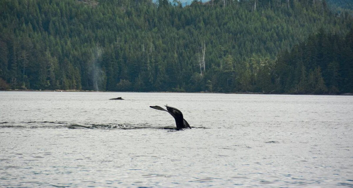 A whale swimming in Canadian waters.