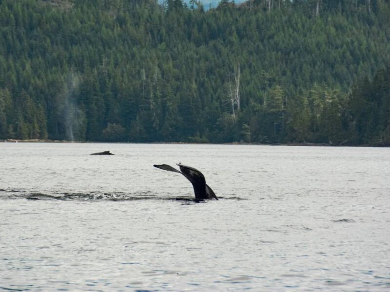 A whale swimming in Canadian waters.