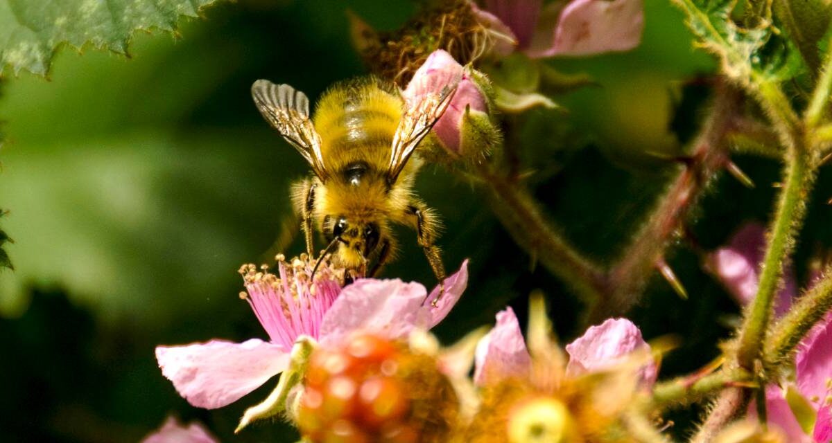 A bee on a flower.