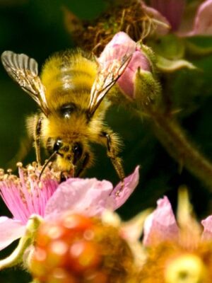 The buzz on wild bees versus honeybees