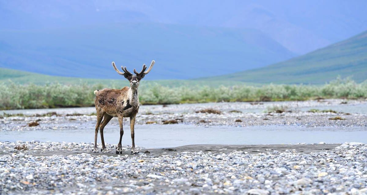 A caribou in the Arctic National Wildlife Refuge in Alaska.