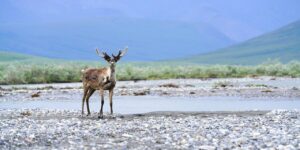 A caribou in the Arctic National Wildlife Refuge in Alaska.
