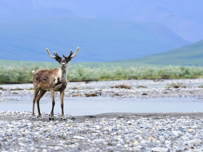 A caribou in the Arctic National Wildlife Refuge in Alaska.