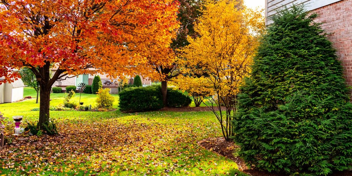 A yard with a mini-forest of a few trees and a collection of leaves.