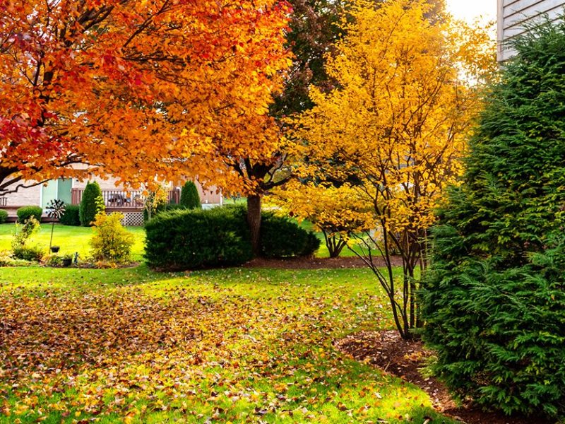 A yard with a mini-forest of a few trees and a collection of leaves.