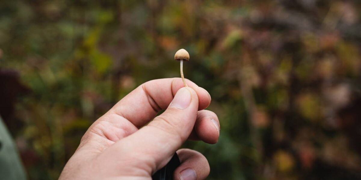 A psilocybin mushroom.