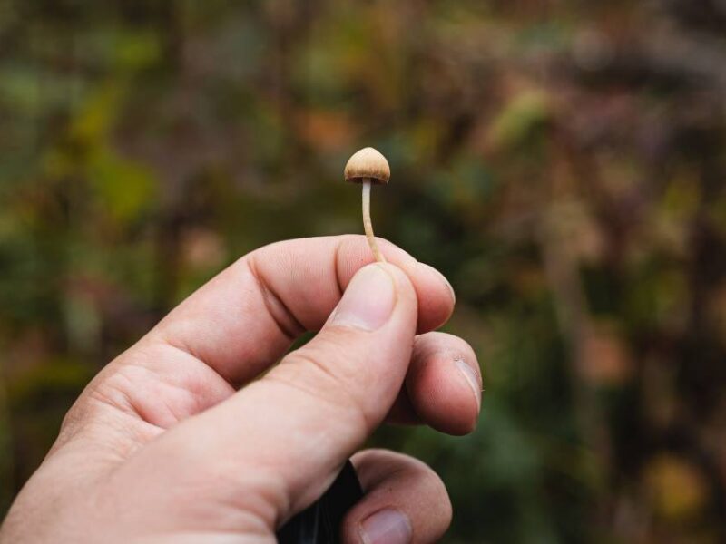 A psilocybin mushroom.