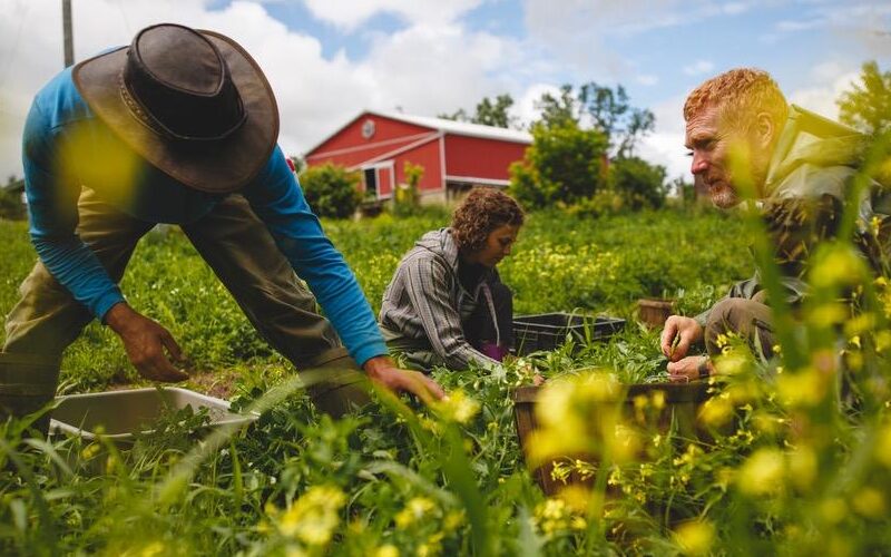 An image of farmers working in the field.