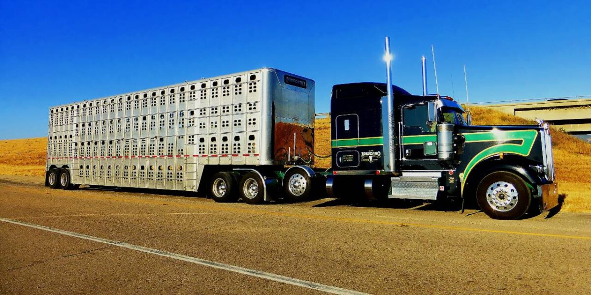 A commercial truck used for the hauling of livestock.