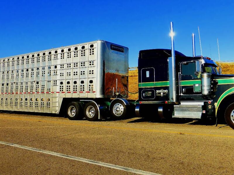 A commercial truck used for the hauling of livestock.