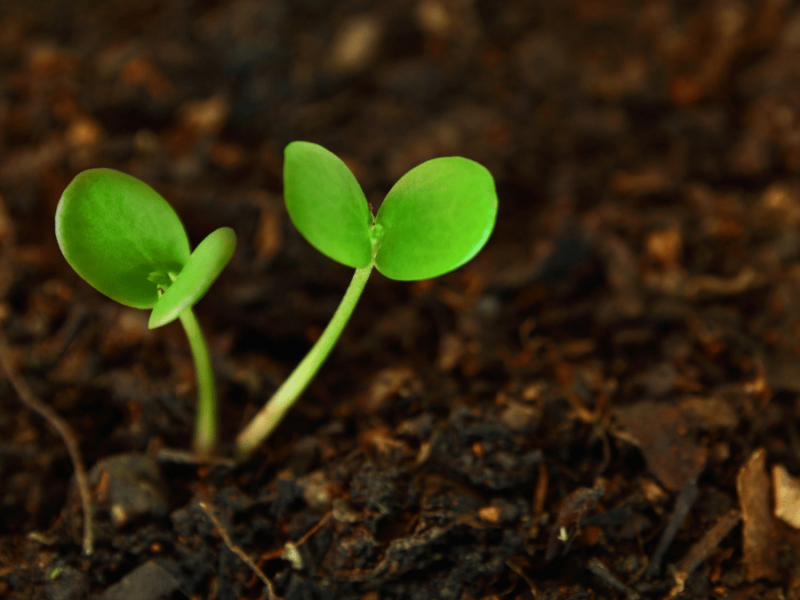 Two small sprouts popping out of soil.