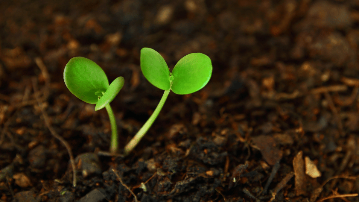 Two small sprouts popping out of soil.