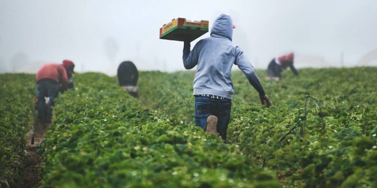 Farm labourers working a field.